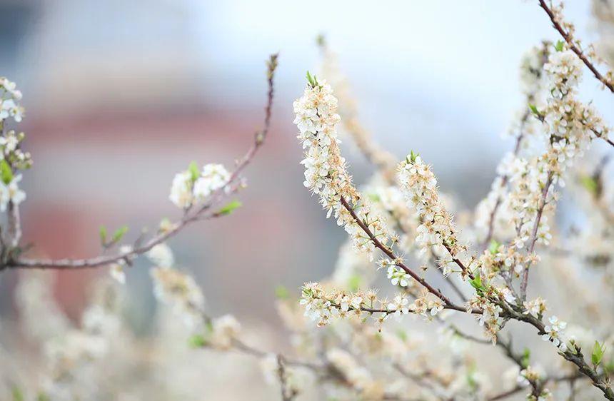 二十四节气雨水图片带文字（雨水节气资料大全）