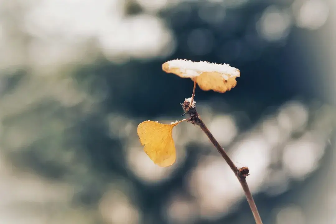 立冬节气古诗10首（和立冬有关的著名古诗）