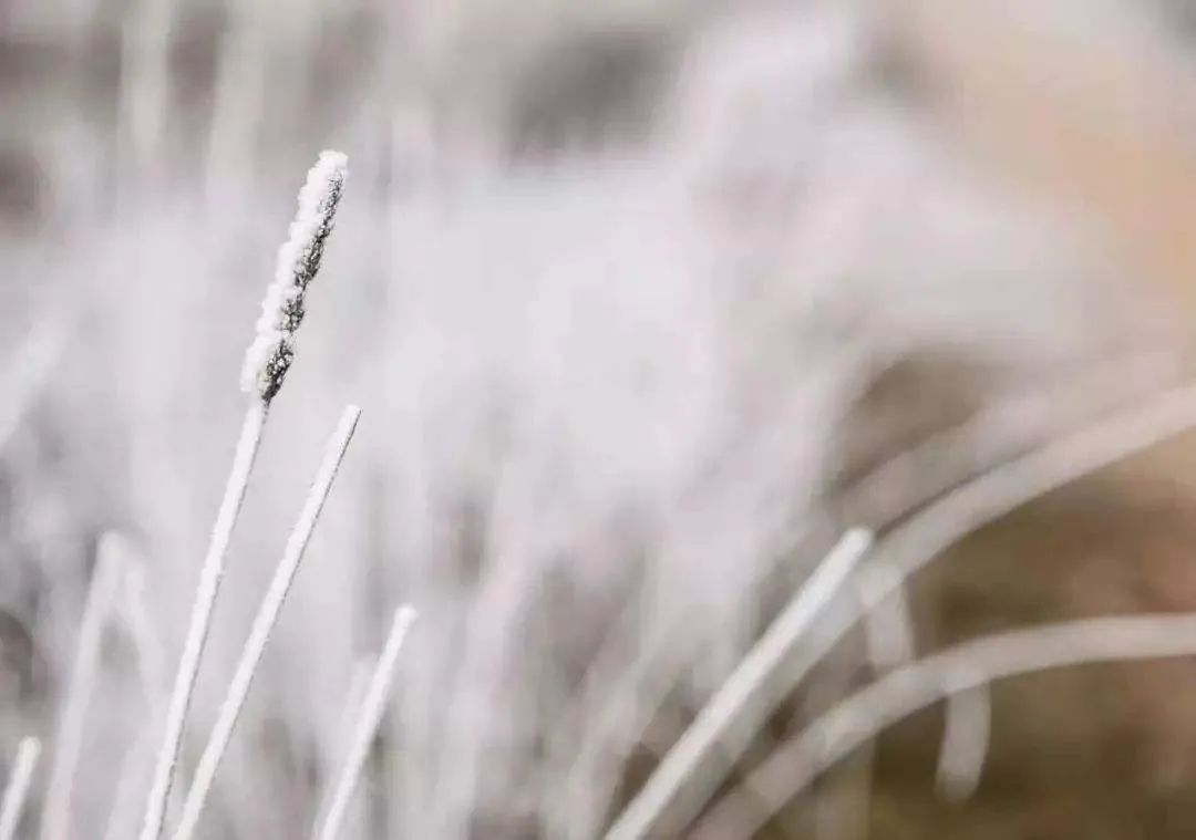 大雪节气古诗词鉴赏(描写24节气大雪的古诗)