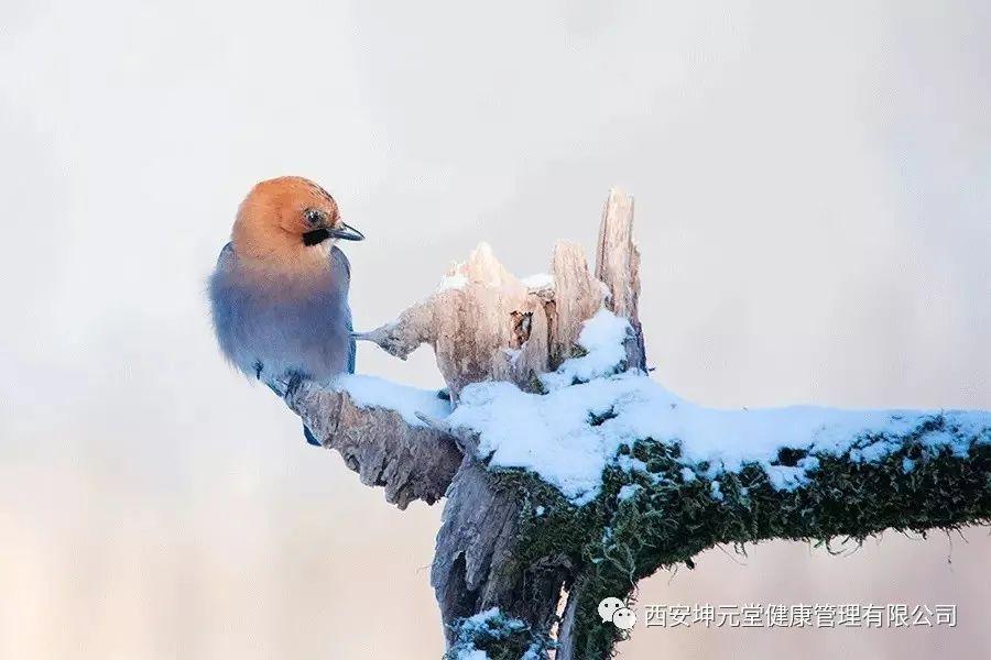 大雪节气吃什么食物最好?（大雪节气养生小知识）