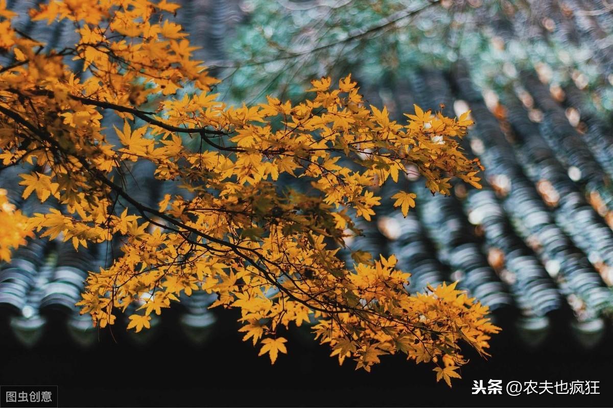 立冬有雨一冬寒立冬无雨一冬暖是什么意思（立冬这天晴与阴雨有什么说法?）