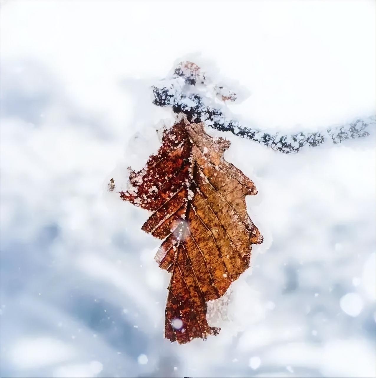 大雪节气有什么风俗和禁忌（大雪节气吃什么最好）