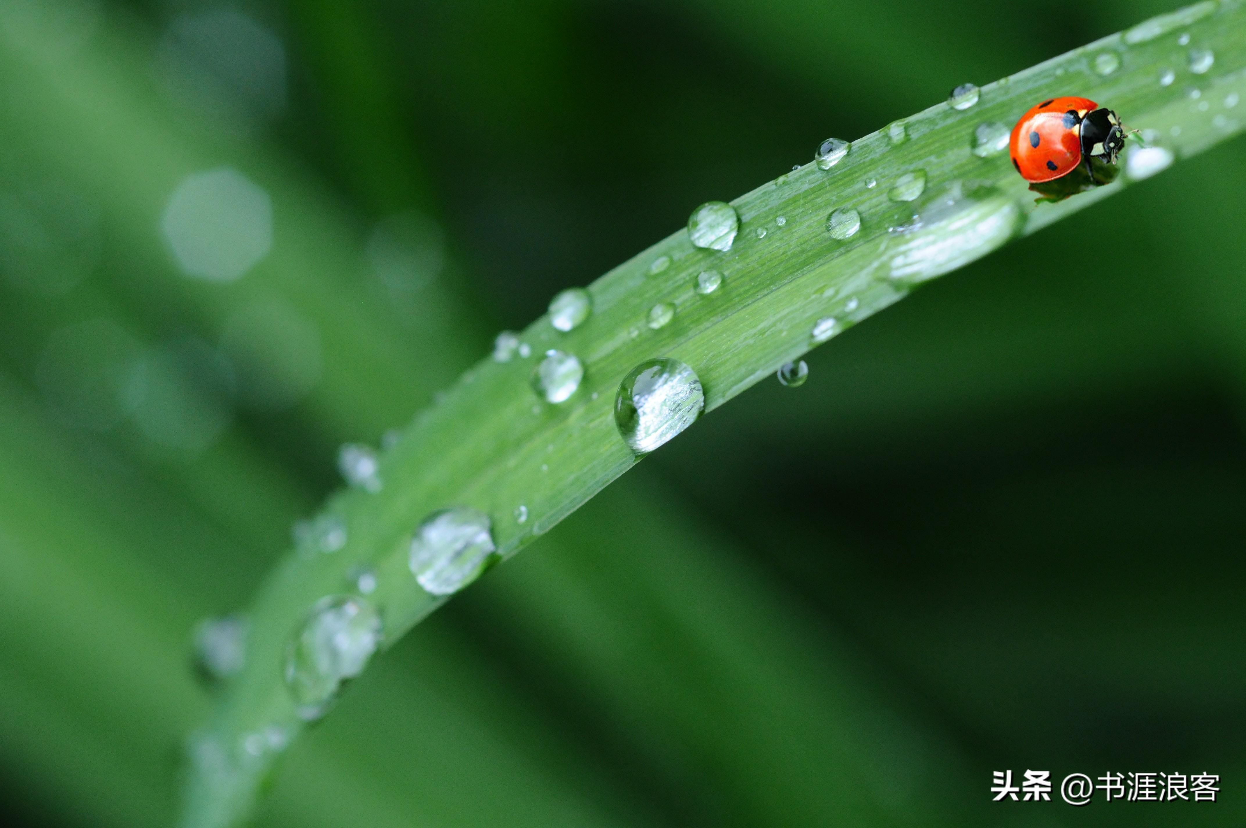 二十四节气雨水古诗词大全