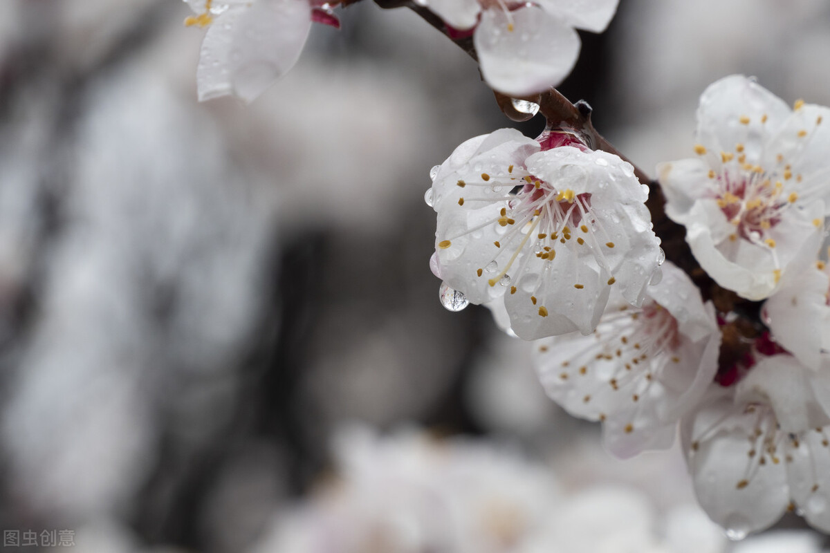 初中满分作文《小楼赏雨》赏心悦目的景物，优美动人的散文