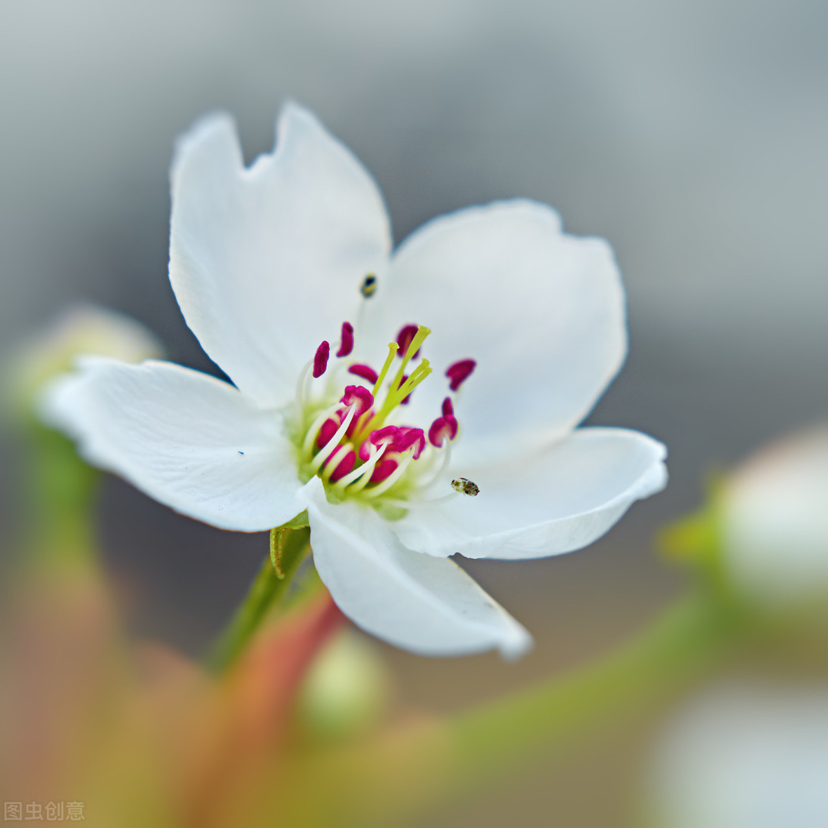 现代诗《梨花雨》