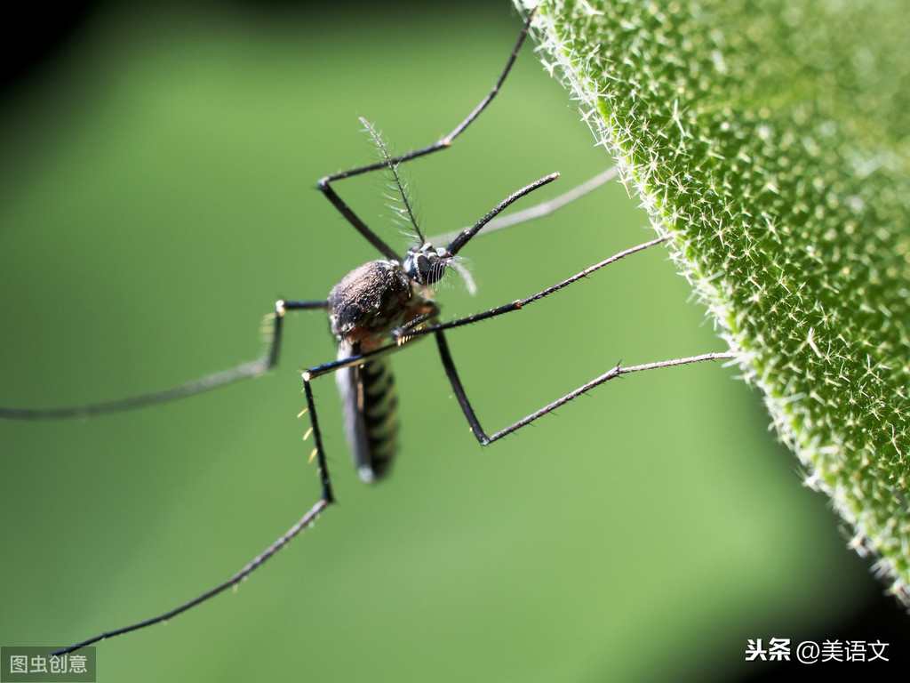 优秀习作---《灭蚊记》