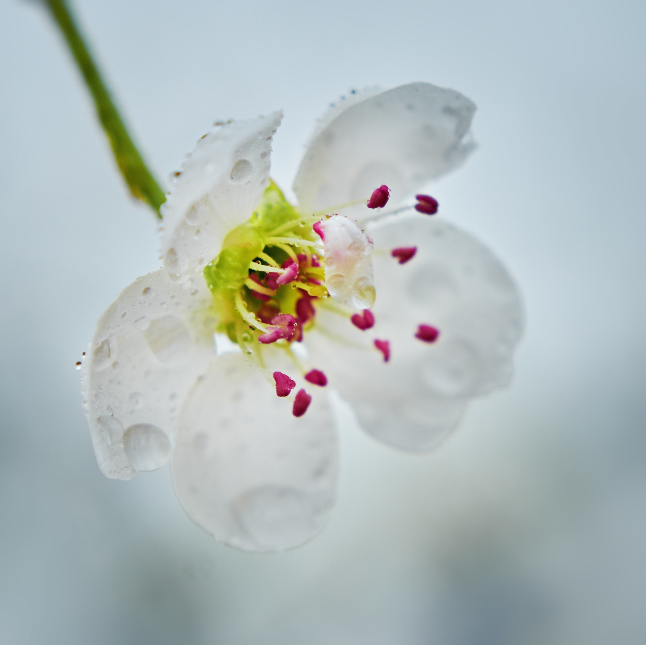 现代诗《梨花雨》