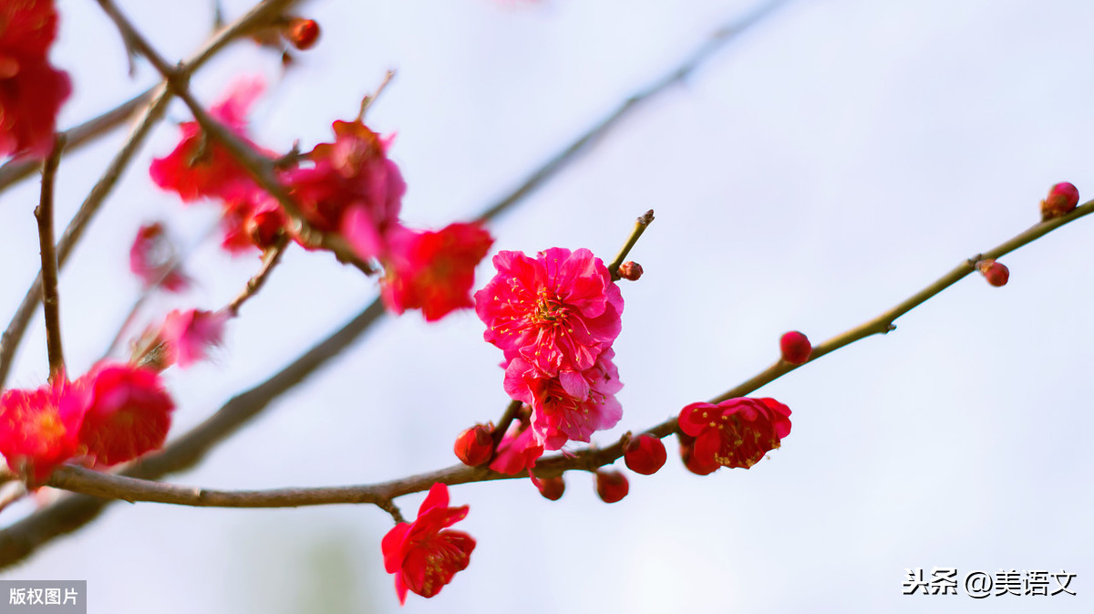 我喜欢的梅花