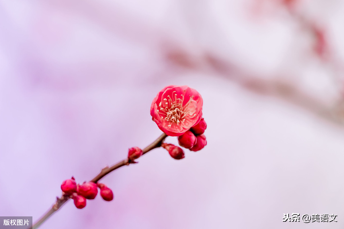 我喜欢的梅花