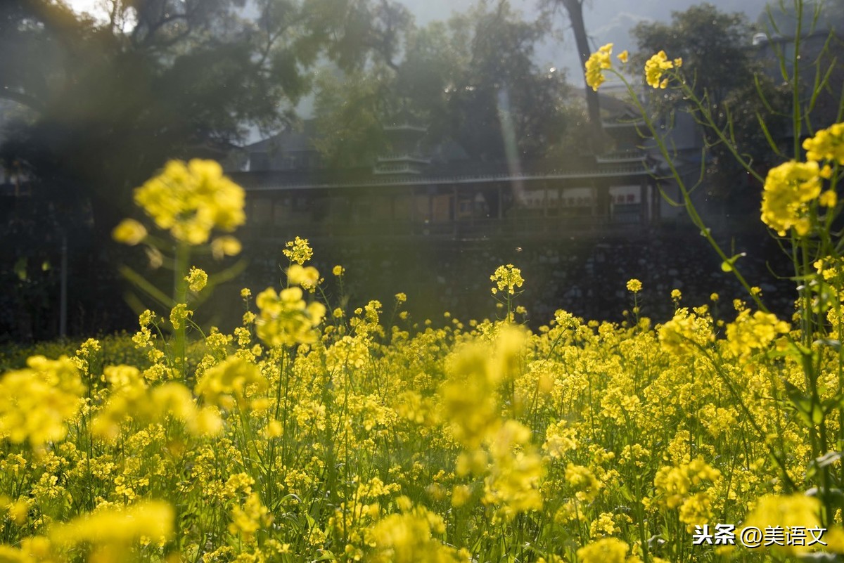 优秀习作---《田野即景》