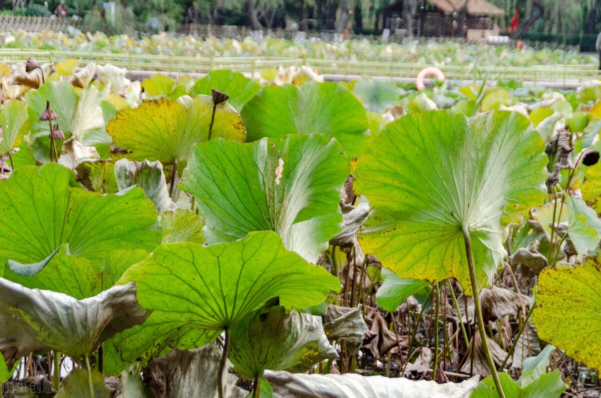 小学满分作文《我最喜爱的季节》自古逢秋悲寂寥，我言秋日胜春朝