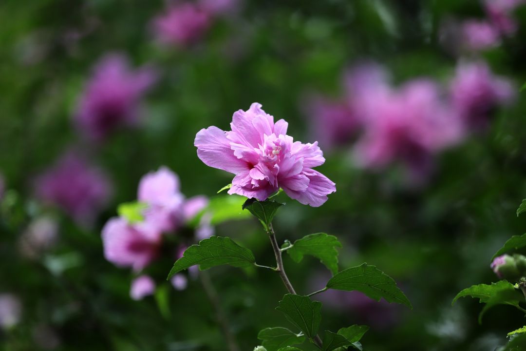 三年级作文《我喜欢的植物》优秀范文