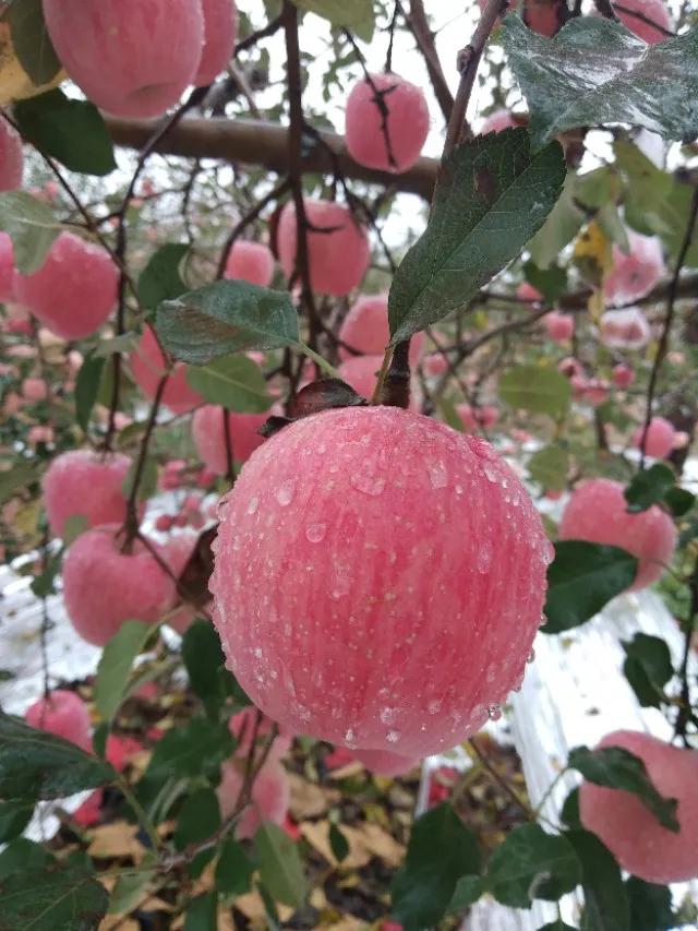 青葵班小作文——《苹果》