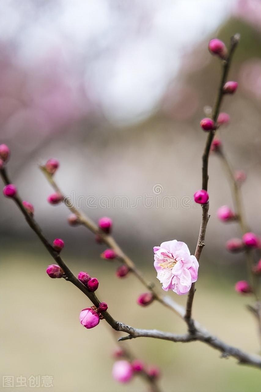 梅花作文2篇（小学生有趣范文）