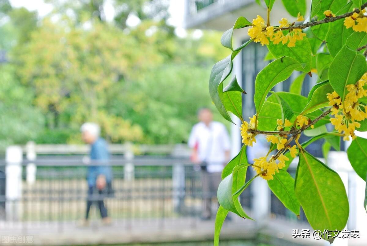 描写桂花的作文500字中学优秀《又见桂花》