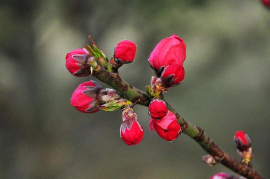 桃花作文300字三年级（我的桃花朋友）