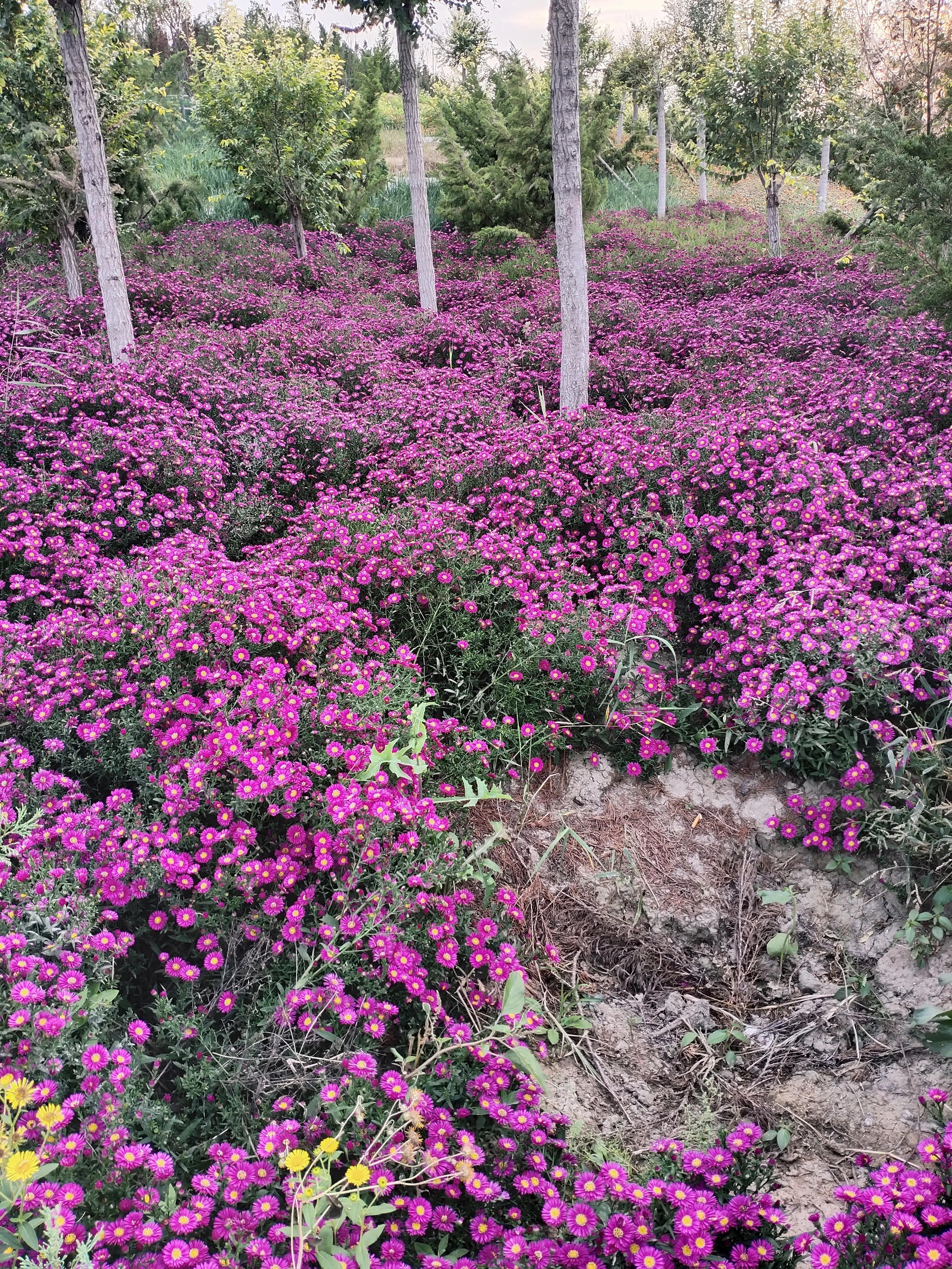 茶馆读后感（茶馆中映射着整个社会）