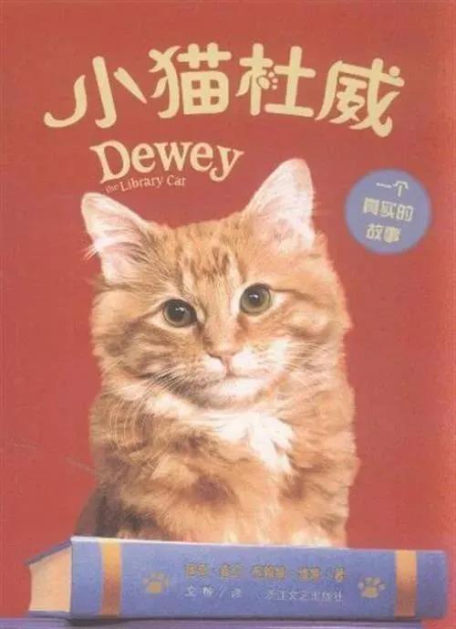 小猫杜威读后感（人世间最温暖的猫）