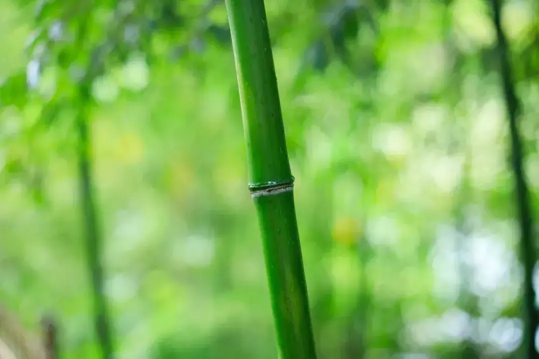 关于夏的诗句50首，带你清凉一夏