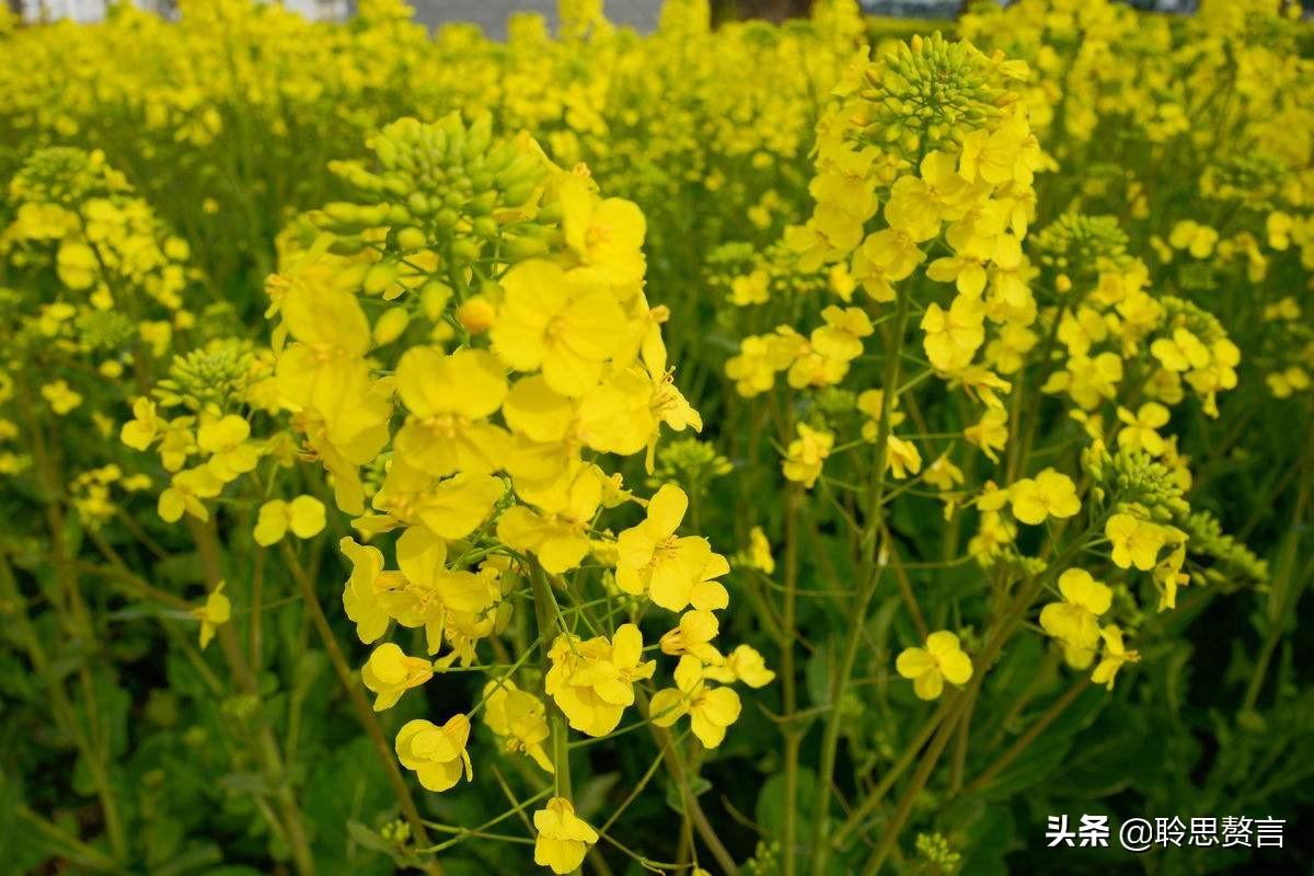 油菜花的诗句17首，一段春光属菜花