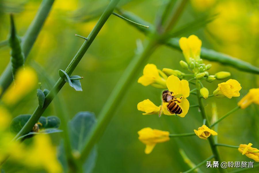 油菜花的诗句17首，一段春光属菜花