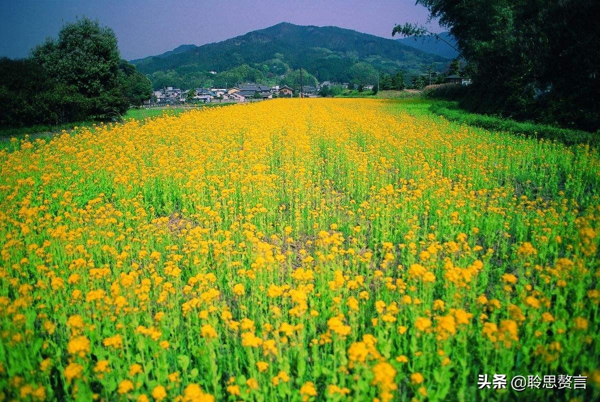 油菜花的诗句17首，一段春光属菜花