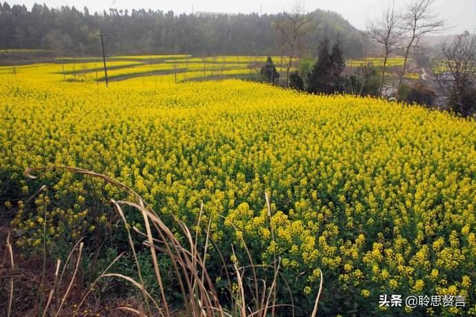 油菜花的诗句17首，一段春光属菜花