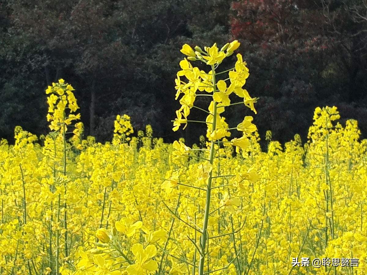 油菜花的诗句17首，一段春光属菜花