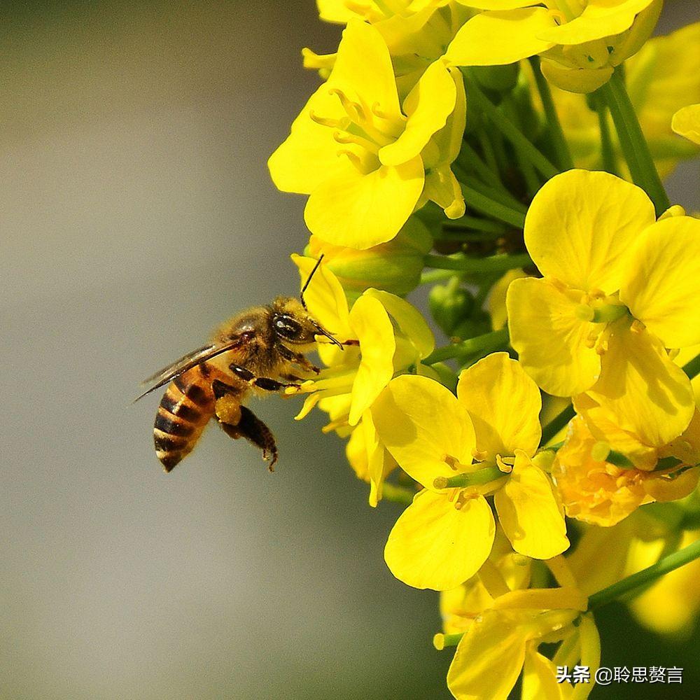 油菜花的诗句17首，一段春光属菜花