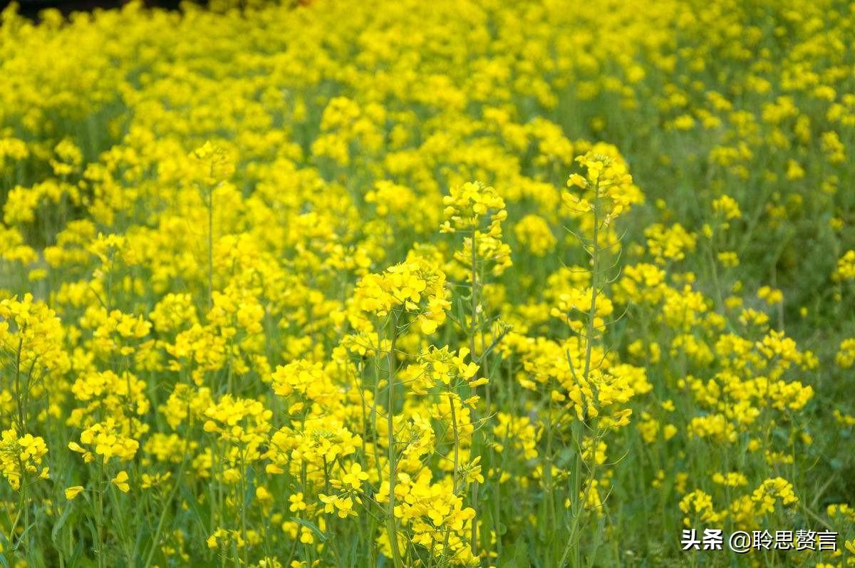 油菜花的诗句17首，一段春光属菜花