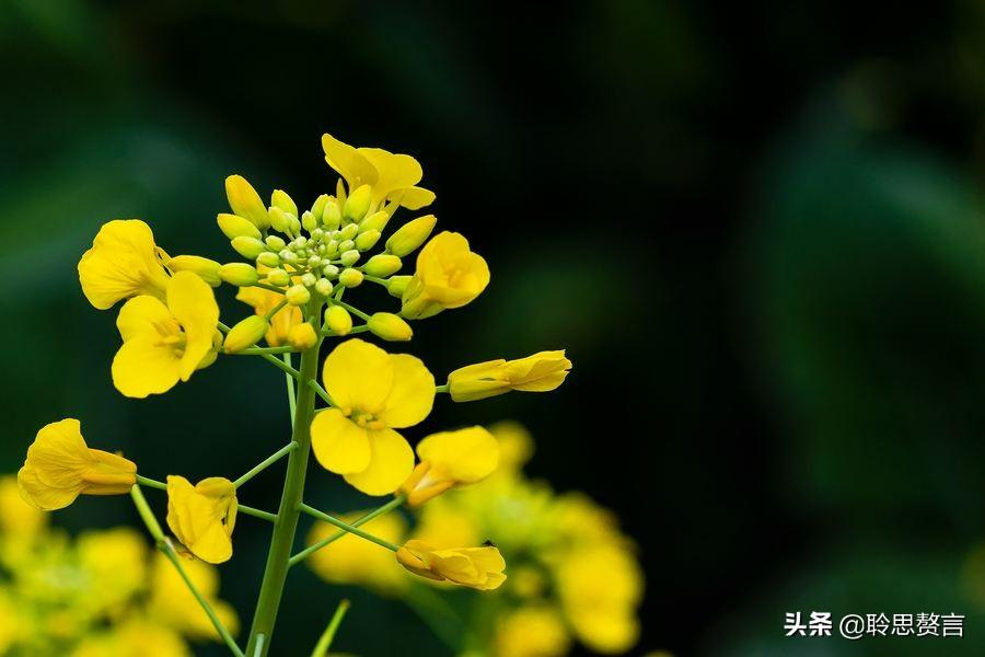 油菜花的诗句17首，一段春光属菜花