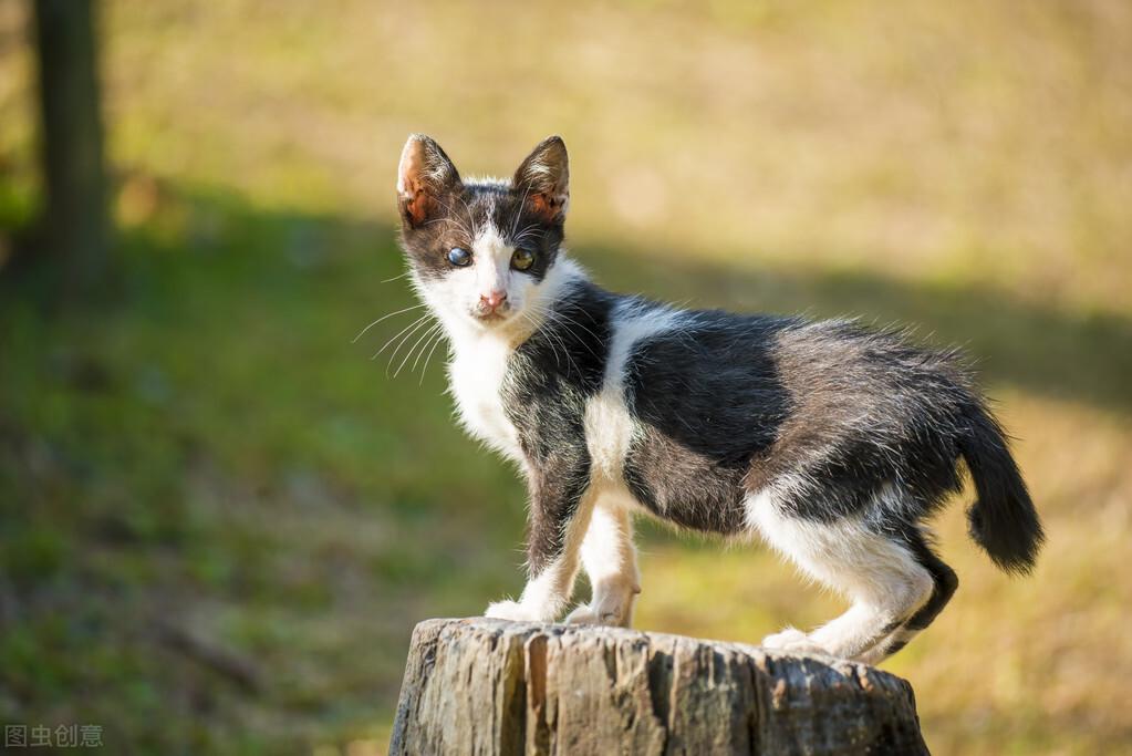 幼儿园中班教案《小猫请客》