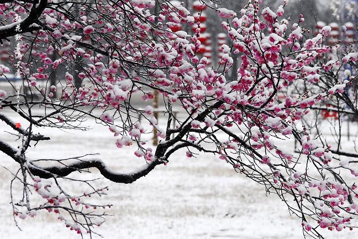 雪的作文300字小学习作《雪》