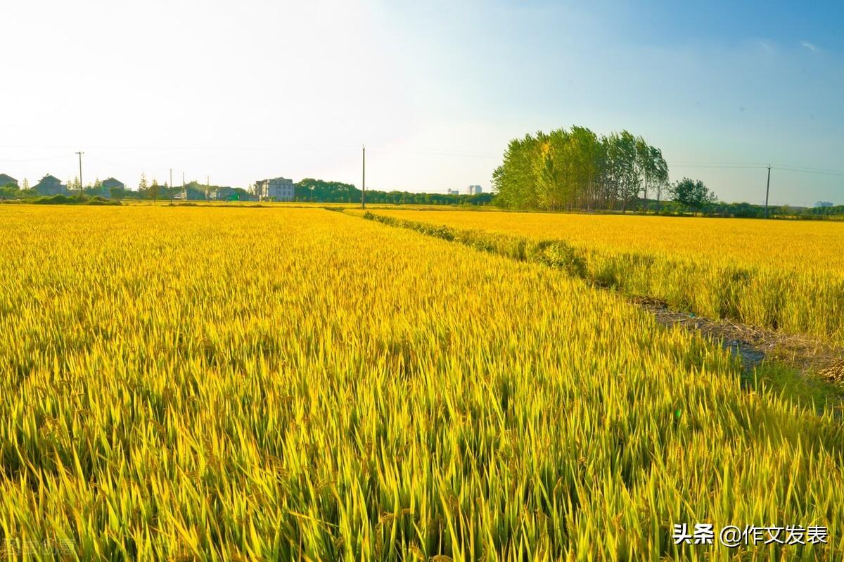 日落作文600字初中习作《日落》