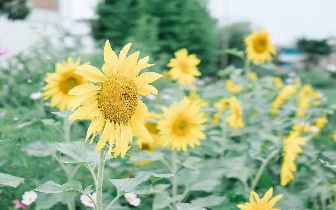 烟花的经典语句70句，烟花的美好神仙句子