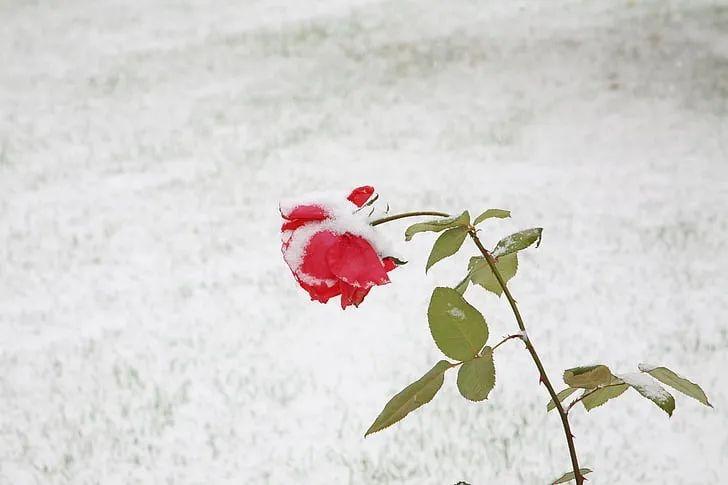 下雪天最浪漫的话28句，雪花烂漫，日子闪亮