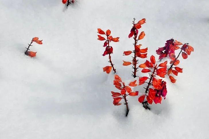 下雪天最浪漫的话28句，雪花烂漫，日子闪亮