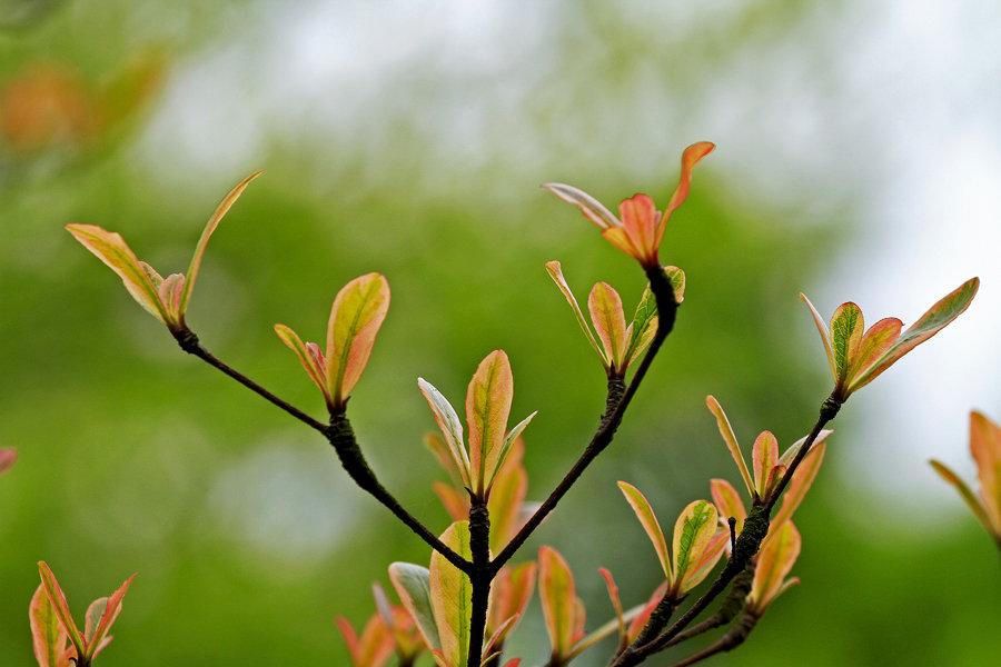 描写春天的句子50句，让我们一起期待春暖花开