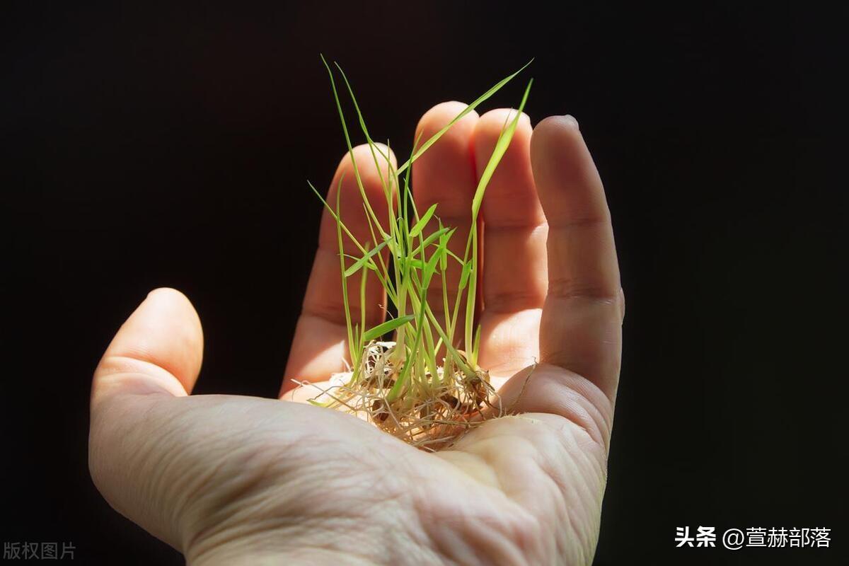 谷雨文案短句15句，拥抱春雨，邂逅诗意