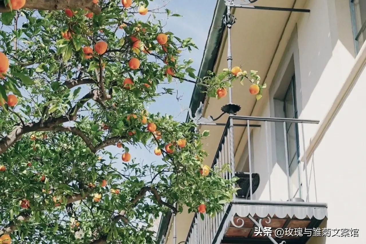 立夏的文案20句，将生活的诗意，写进夏的时光!