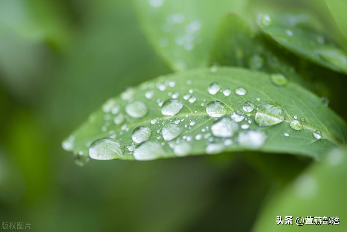 谷雨文案短句15句，春的最后一个节气