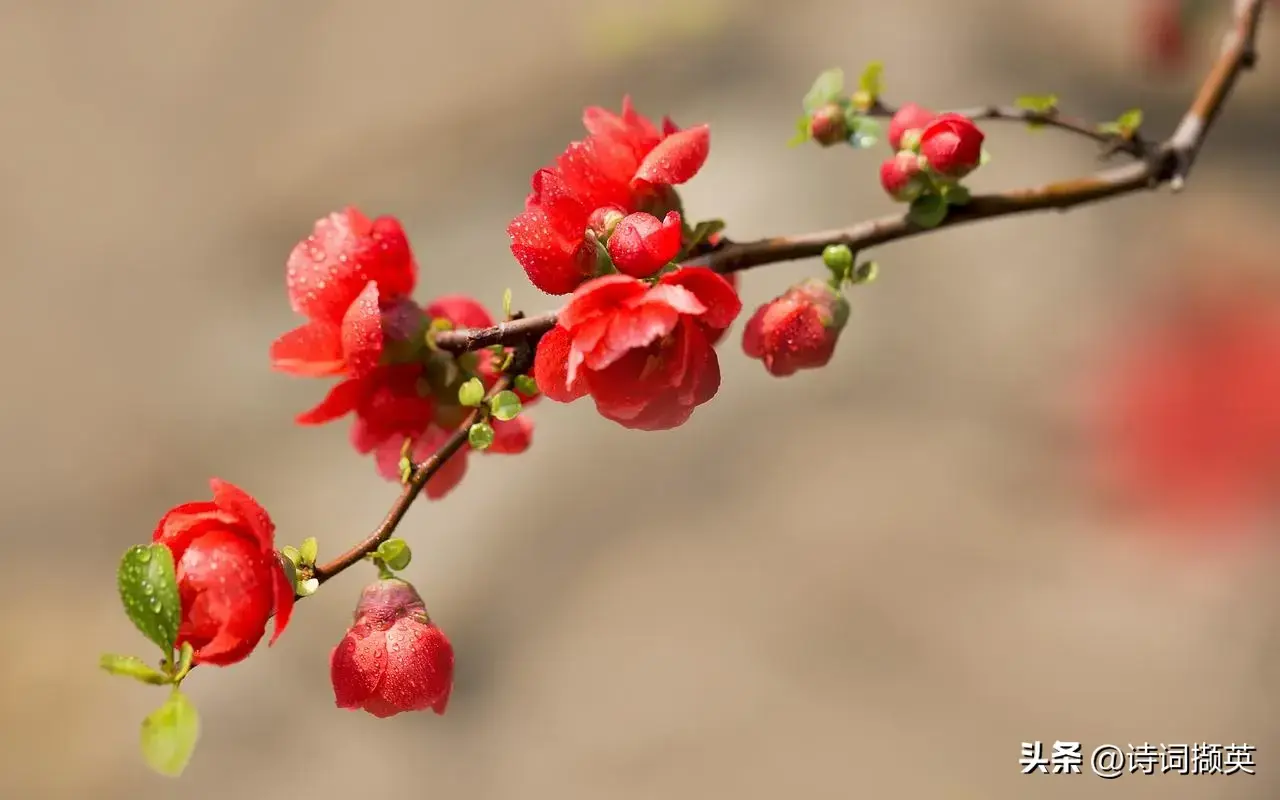 描写花的句子20句，让你拥一份静美时光