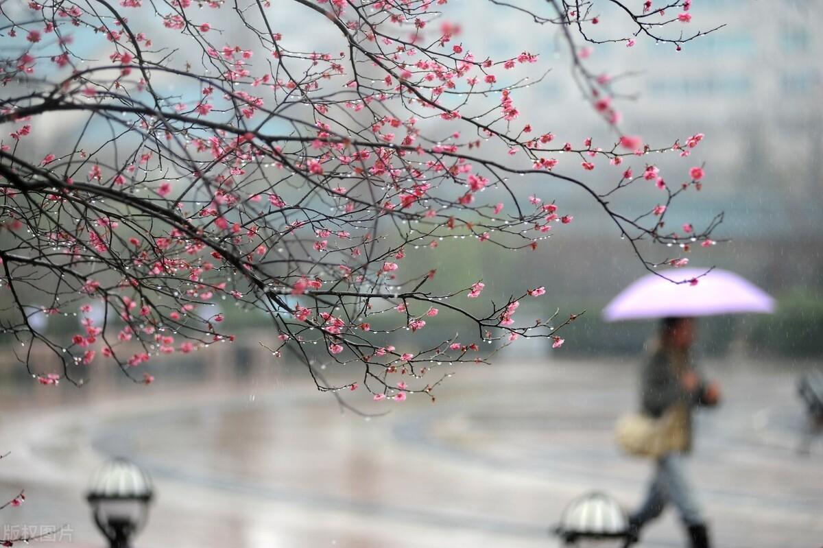 描写春雨的优美句子10句，一场春雨一场暖