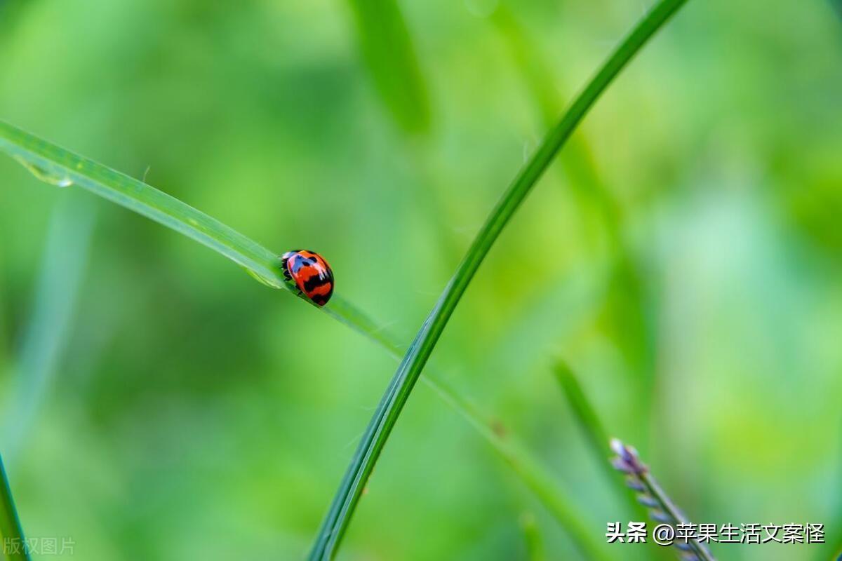 立春的文案简短20句，万物随春醒，美好皆可期