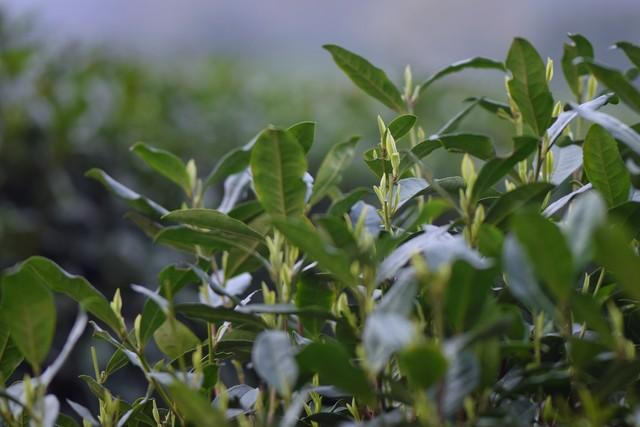 清明节祝福短信36句，春风化雨思念绵长