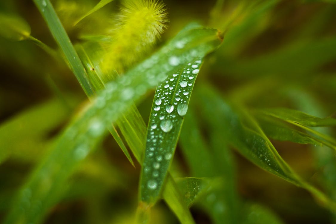 描写春雨的句子30句，春雨润万物，人间敞心扉