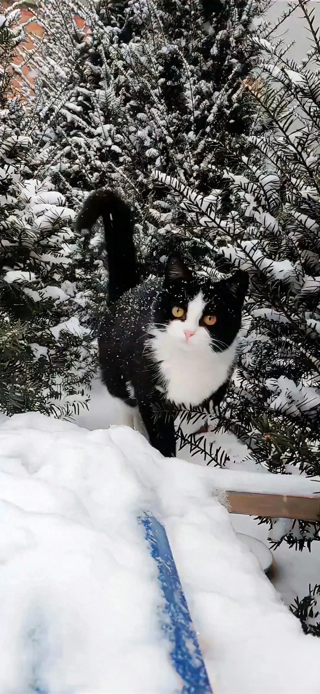 下雪的句子12句 ，下雪的唯美诗意句子