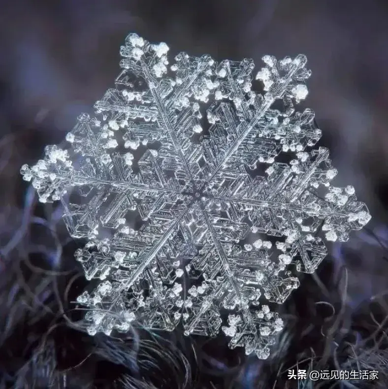 小雪走心文案60句，小雪润年华，悄然韵心扉