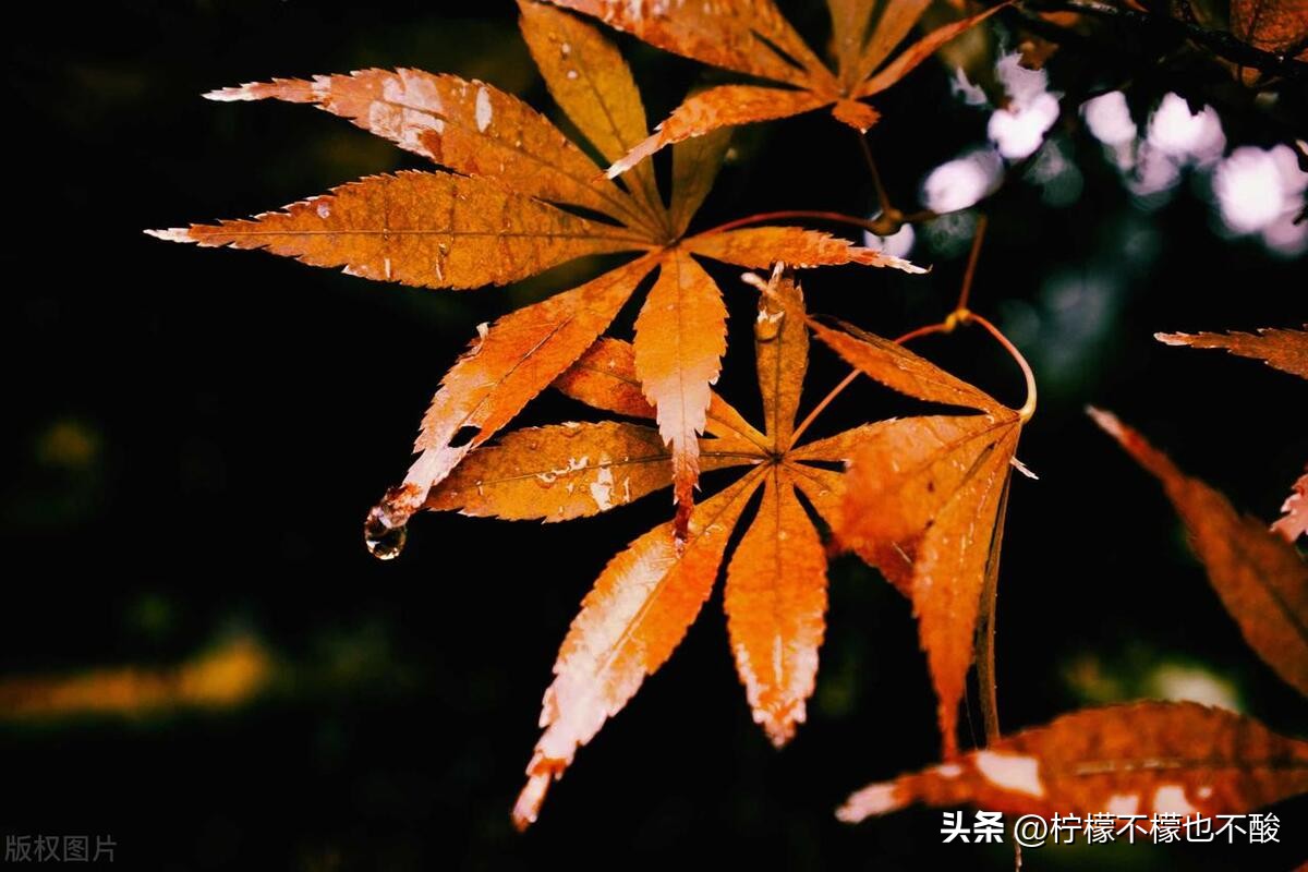 一场秋雨适合发朋友圈的句子10句，句句唯美