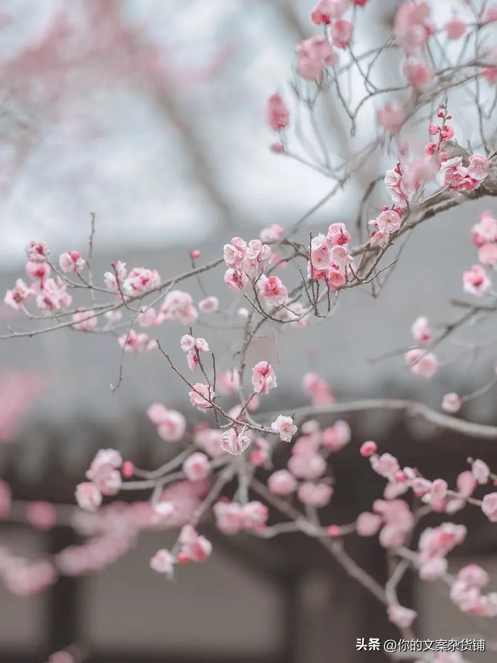 赞美梅花的诗句（原文及释义）